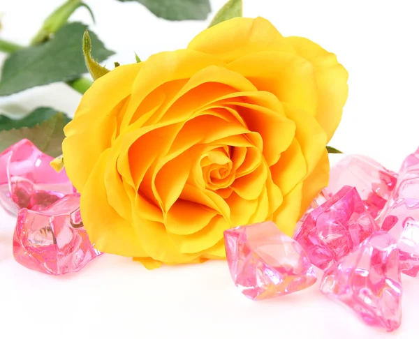 Yellow rose — Stock Photo, Image