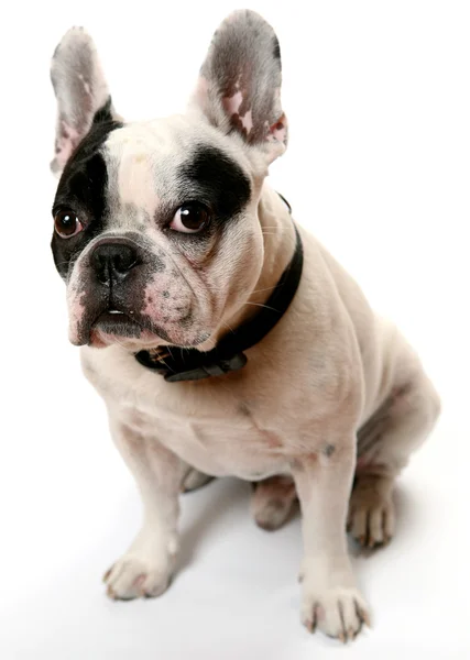 De Franse bulldog — Stockfoto