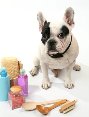 köpek ve şampuanlar