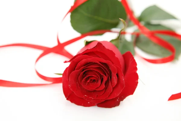 Fine rose — Stock Photo, Image