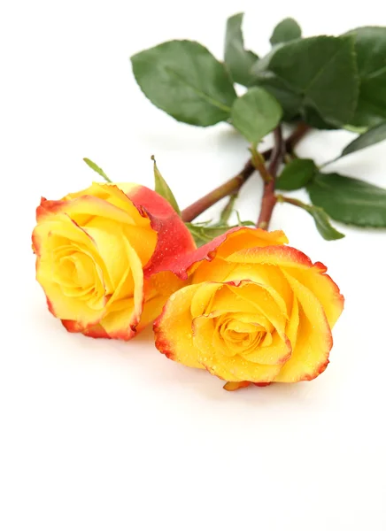 Yellow roses Royalty Free Stock Images