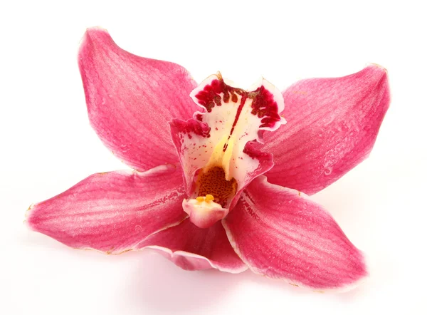 Roze orchideeën — Stockfoto