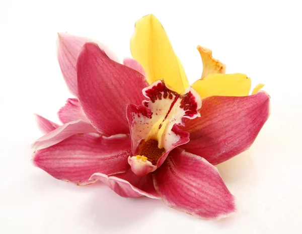 Orchidee fini — Foto Stock