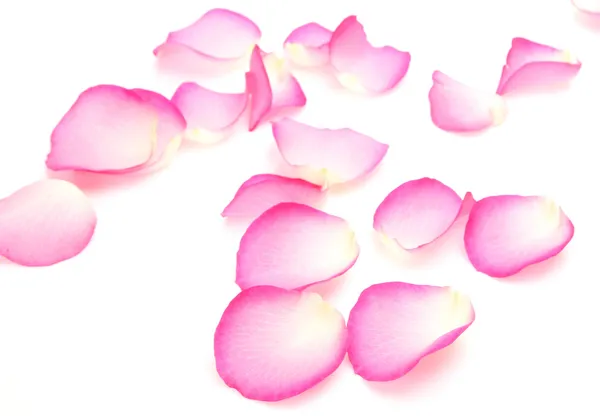 Szirmait a rózsaszín rózsa — Stock Fotó