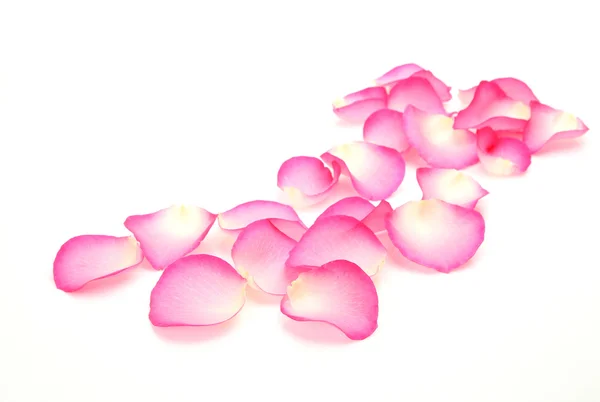 Petals of a pink rose — Stock Photo, Image