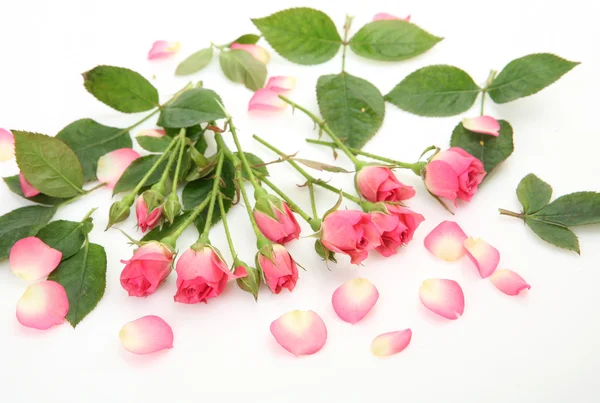 Rosas cor de rosa — Fotografia de Stock