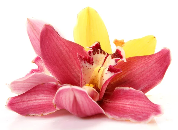 Orchidee — Stockfoto