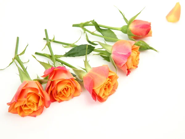 Roses — Stock Photo, Image