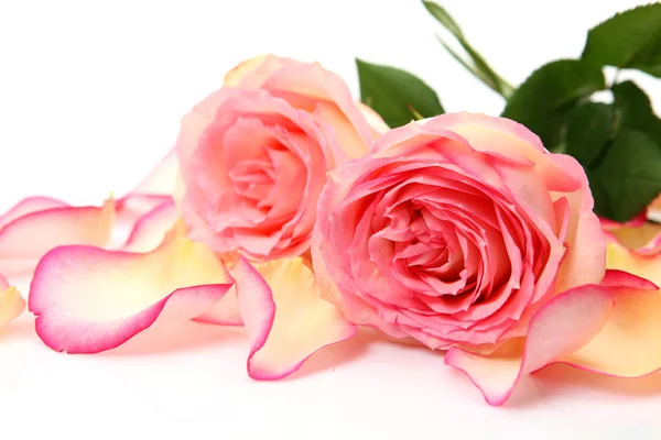 Rosas rosadas — Foto de Stock