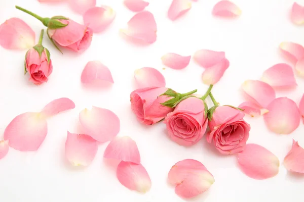 Pink roses Royalty Free Stock Photos