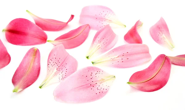 Petals of pink lilies — Stock Photo, Image