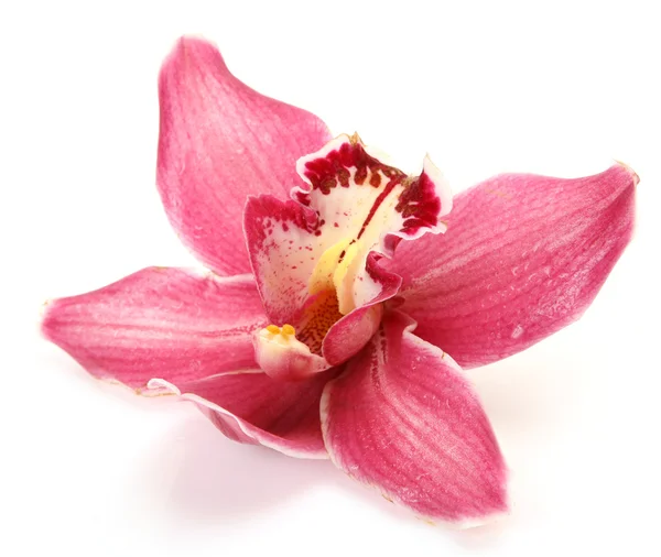 Прекрасная орхидея — стоковое фото