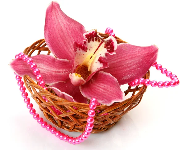 Orchidea fine — Foto Stock