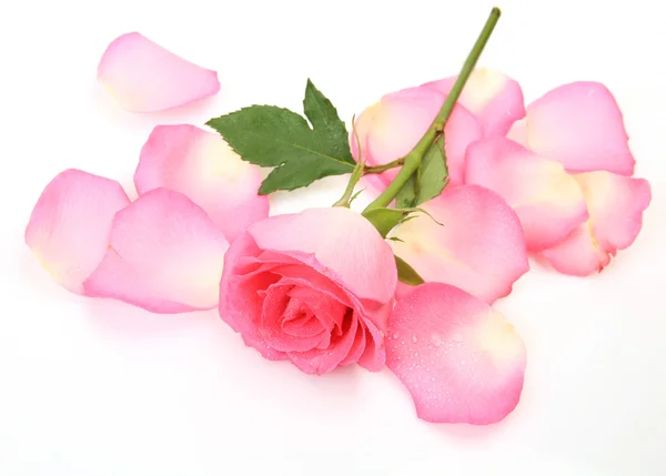 Rose and petals — Stock Photo, Image