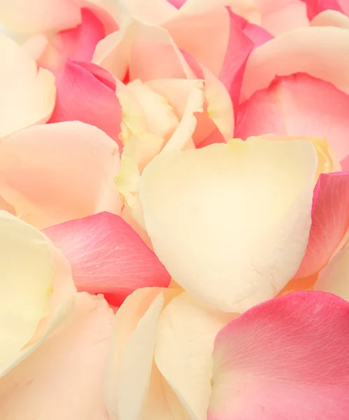 Pétalos de rosas — Foto de Stock
