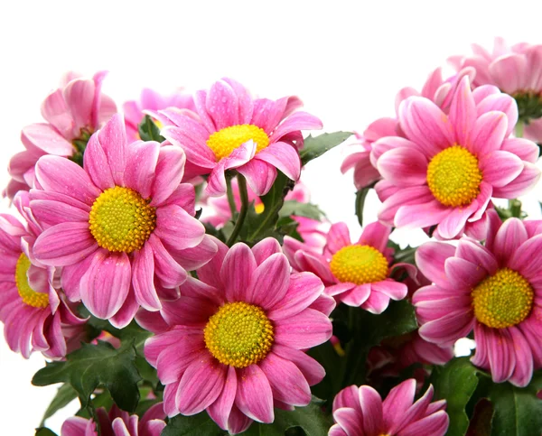 Pink flowers — Stock Photo, Image