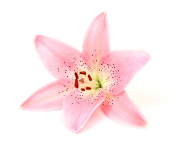 Pembe Zambak