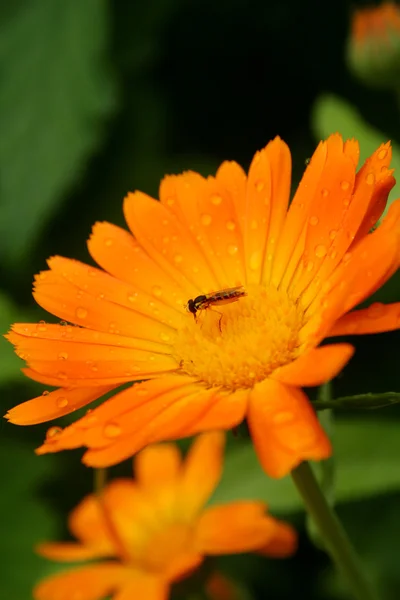 Vliegen op bloem — Stockfoto