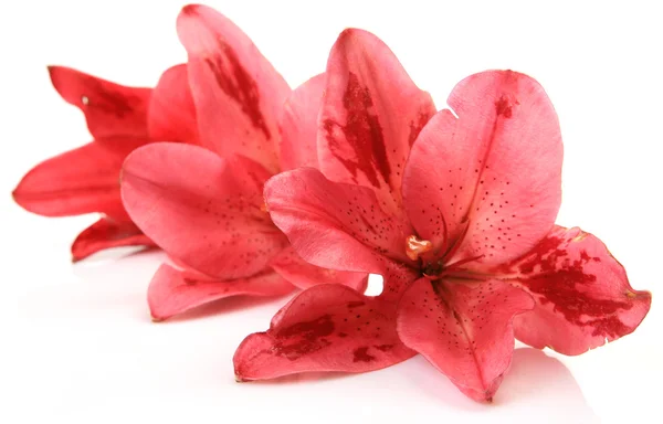 Pink lilies flowers — Stock Photo, Image