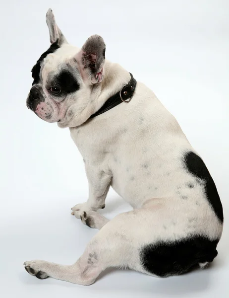 Franse bulldog — Stockfoto