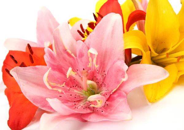 Fine lilies — Stock Photo, Image