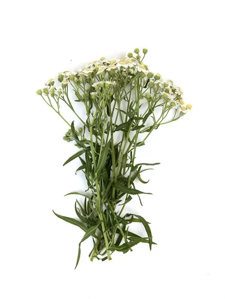 Kır Çiçekleri Beyaz Zemin Üzerinde Bir Buket — Stok fotoğraf