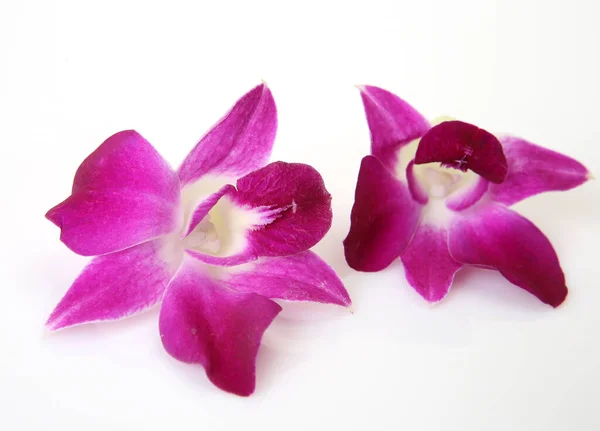 Orquídea Rosa Sobre Fondo Blanco Fotos de stock libres de derechos