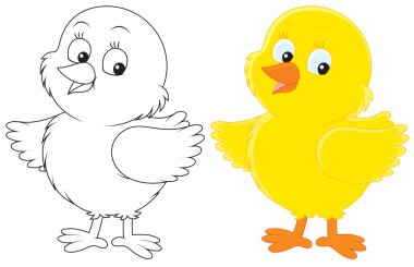 Small Chick vector Small Chick vector