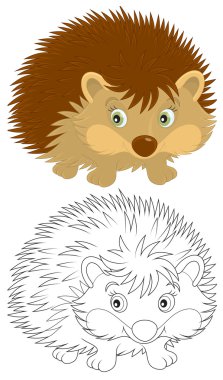 Kirpi