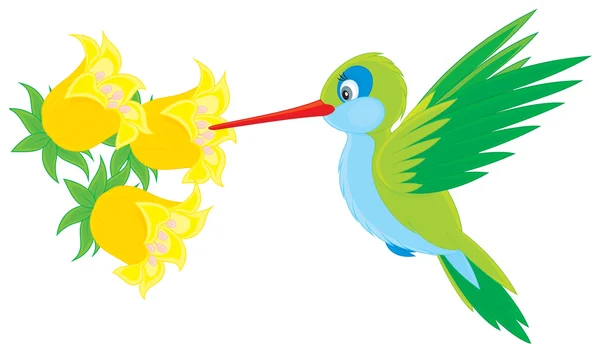 Colibrí — Vector de stock