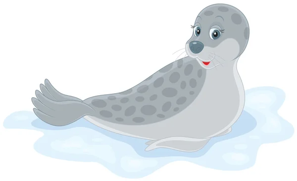 Grey Seal — Stock Vector