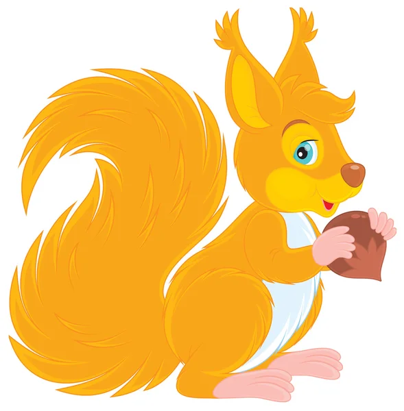 Squirrel — Stock Vector