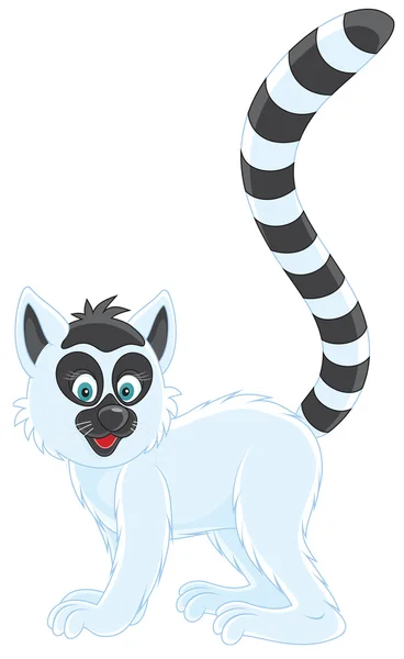 Ring-tailed lemur — Stock Vector