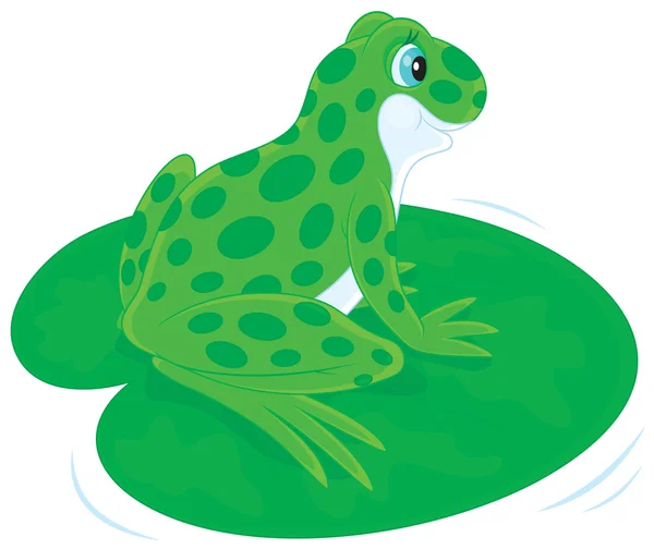 Green Frog — Stock Vector