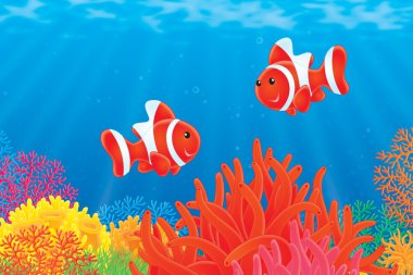 Anemone balıklar üzerinde kırmızı bir actinia renkli mercan resif üzerinde yüzmek