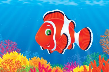 bir mercan kayalığı ile balık