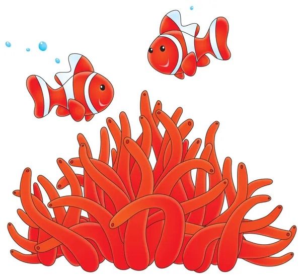 Anemonefishes 和珊瑚 — 图库照片
