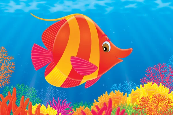 Randig fisk som simmar över ett färgglada korallrev — Stockfoto