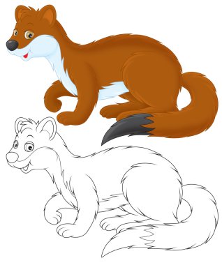 gelincik beyaz zemin üzerine