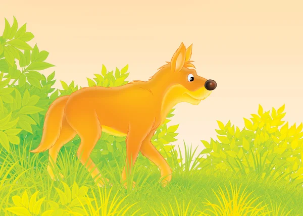 Vild hund dingo — Stockfoto