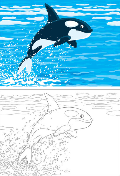 Killer whale
