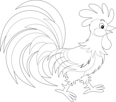 Rooster vector Rooster vector