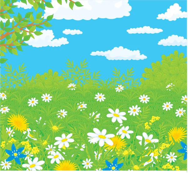 Campo de verano con flores silvestres, contra un cielo azul con nubes blancas — Vector de stock