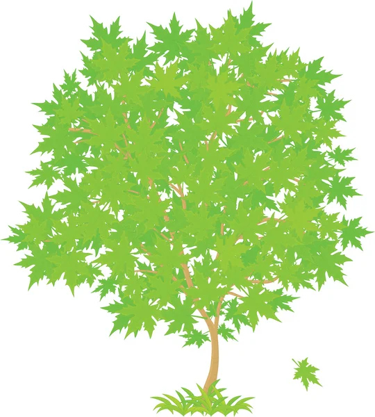 カエデの木 — ストックベクタ