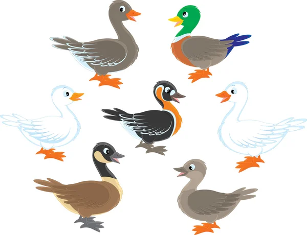 Patos y gansos — Vector de stock