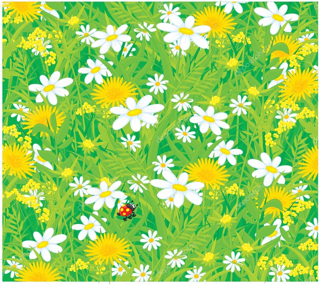 Field flowers and ladybug, vector background