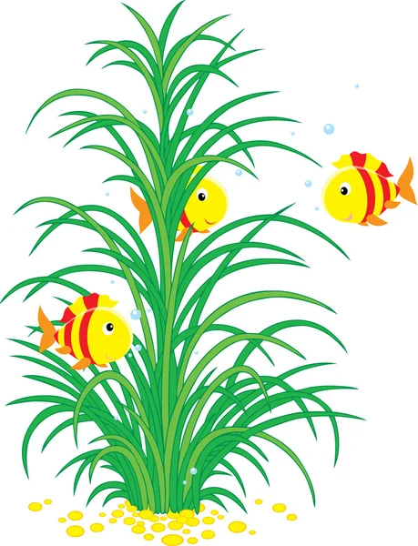 Striped tropical fishes swimming around green seaweed — Stock Vector