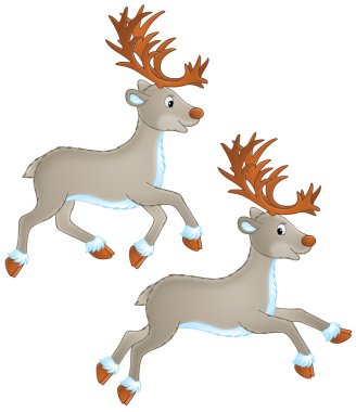 iki caribou veya Ren geyiği koşu.