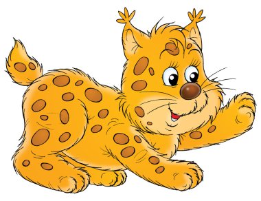 frisky bobcat yavrusu oynamak.
