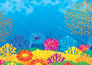 deniz anemon ve mercan resif üzerinde